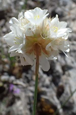 Armeria canescens \ Graue Grasnelke / Grey Thrift, GR Peloponnes, Saitas 19.5.2024