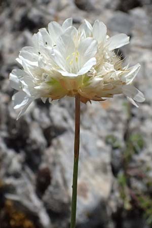 Armeria canescens \ Graue Grasnelke / Grey Thrift, GR Peloponnes, Saitas 19.5.2024