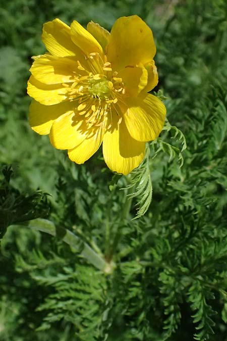 Adonis cyllenea \ Kyllenisches Adonisr�schen / Kyllenian Pheasant's Eye, GR Peloponnes, Saitas 19.5.2024