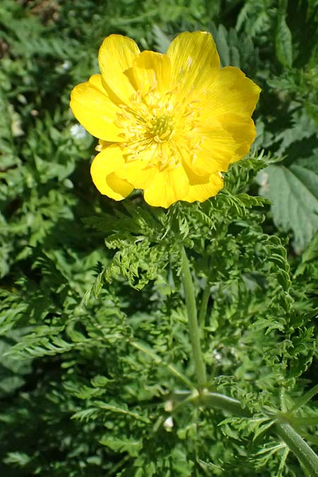 Adonis cyllenea \ Kyllenisches Adonisr�schen / Kyllenian Pheasant's Eye, GR Peloponnes, Saitas 19.5.2024