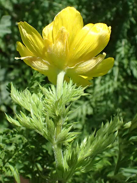 Adonis cyllenea \ Kyllenisches Adonisr�schen / Kyllenian Pheasant's Eye, GR Peloponnes, Saitas 19.5.2024