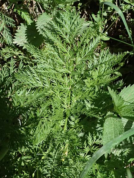 Adonis cyllenea \ Kyllenisches Adonisr�schen / Kyllenian Pheasant's Eye, GR Peloponnes, Saitas 19.5.2024