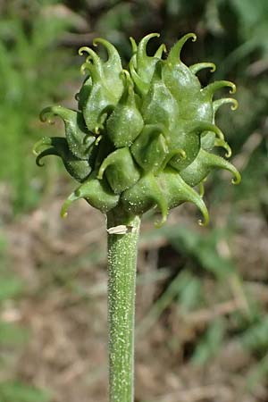 Adonis cyllenea \ Kyllenisches Adonisr�schen / Kyllenian Pheasant's Eye, GR Peloponnes, Saitas 19.5.2024