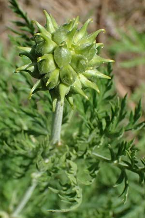 Adonis cyllenea \ Kyllenisches Adonisr�schen / Kyllenian Pheasant's Eye, GR Peloponnes, Saitas 19.5.2024