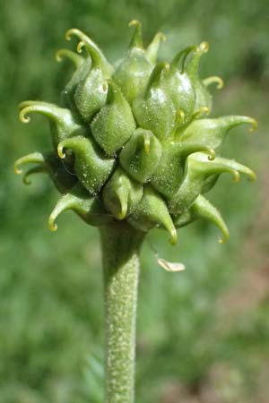 Adonis cyllenea \ Kyllenisches Adonisr�schen / Kyllenian Pheasant's Eye, GR Peloponnes, Saitas 19.5.2024