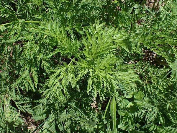 Adonis cyllenea \ Kyllenisches Adonisr�schen / Kyllenian Pheasant's Eye, GR Peloponnes, Saitas 19.5.2024
