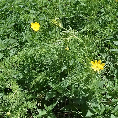 Adonis cyllenea \ Kyllenisches Adonisr�schen / Kyllenian Pheasant's Eye, GR Peloponnes, Saitas 19.5.2024