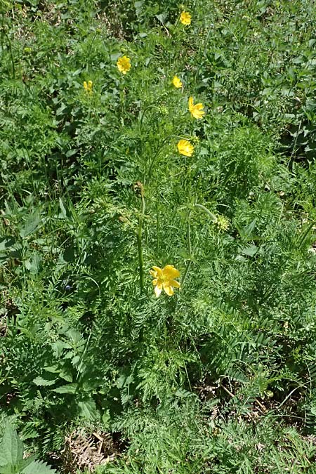 Adonis cyllenea \ Kyllenisches Adonisr�schen / Kyllenian Pheasant's Eye, GR Peloponnes, Saitas 19.5.2024