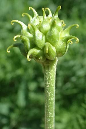 Adonis cyllenea \ Kyllenisches Adonisr�schen / Kyllenian Pheasant's Eye, GR Peloponnes, Saitas 19.5.2024