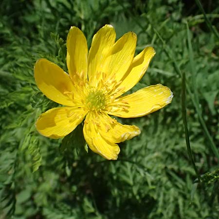 Adonis cyllenea \ Kyllenisches Adonisr�schen / Kyllenian Pheasant's Eye, GR Peloponnes, Saitas 19.5.2024
