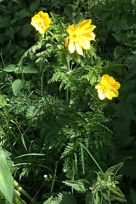 Adonis cyllenea \ Kyllenisches Adonisr�schen / Kyllenian Pheasant's Eye, GR Peloponnes, Saitas 19.5.2024