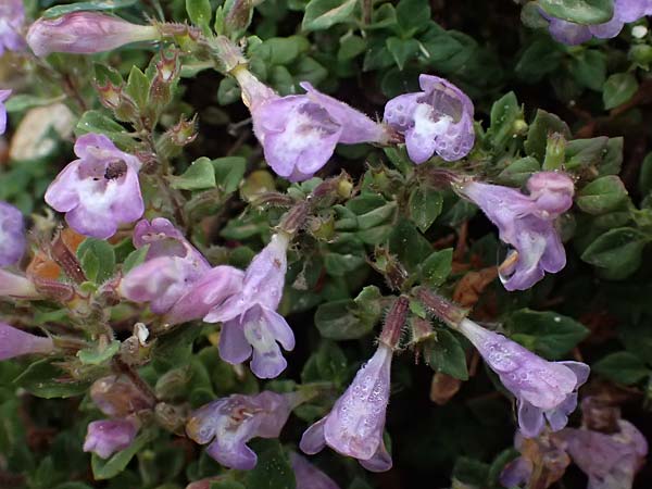 Clinopodium alpinum subsp. meridionale \ S&uuml;dlicher Alpen-Steinquendel / Southern Alpine Calamint, GR Peloponnes, Taygetos 27.5.2024