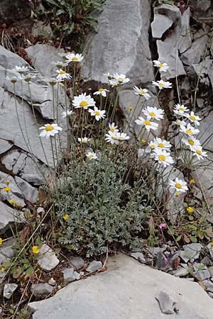 Anthemis cretica \ Kretische Hundskamille / Rayless Chamomile, GR Peloponnes, Taygetos 27.5.2024