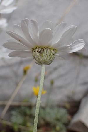Anthemis cretica \ Kretische Hundskamille / Rayless Chamomile, GR Peloponnes, Taygetos 27.5.2024
