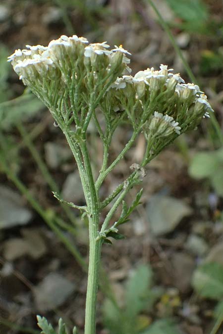 Achillea ligustica \ Ligurische Schafgarbe / Ligurian Milfoil, GR Peloponnes, Taygetos 27.5.2024