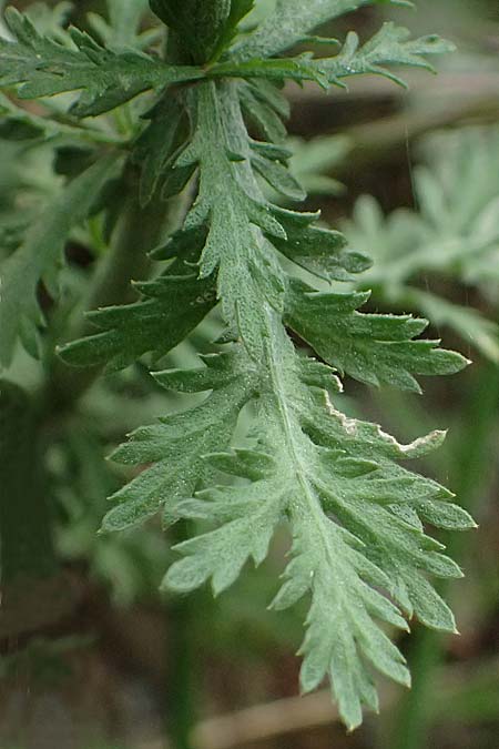 Achillea ligustica \ Ligurische Schafgarbe / Ligurian Milfoil, GR Peloponnes, Taygetos 27.5.2024