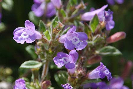 Clinopodium alpinum subsp. meridionale \ S&uuml;dlicher Alpen-Steinquendel / Southern Alpine Calamint, GR Peloponnes, Kyllini-Massiv / Peloponnese, Mount Kyllini 26.5.2014 (Photo: Gisela Nikolopoulou)