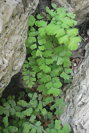 Adiantum capillus-veneris \ Venushaar, Echter Frauenhaar-Farn / Maidenhair Fern, GR Parga 24.8.2007