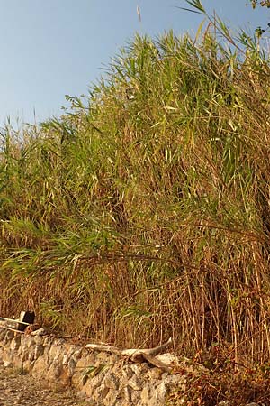 Arundo donax \ Pfahlrohr, Spanisches Rohr / Giant Reed, GR Euboea (Evia), Neos Pirgos 25.8.2017