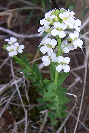 Aethionema saxatile subsp. graecum \ Griechisches Steint�schel / Greek Candytuft, GR Timfi 17.5.2008