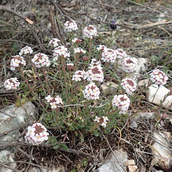 Aethionema saxatile subsp. graecum \ Griechisches Steint�schel / Greek Candytuft, GR Hymettos 20.3.2019