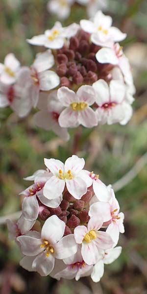 Aethionema saxatile subsp. graecum \ Griechisches Steint�schel / Greek Candytuft, GR Hymettos 20.3.2019