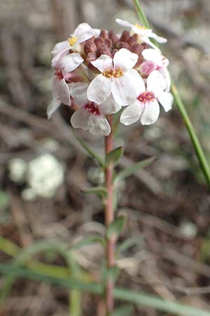 Aethionema saxatile subsp. graecum \ Griechisches Steint�schel / Greek Candytuft, GR Hymettos 20.3.2019
