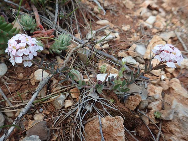Aethionema saxatile subsp. graecum \ Griechisches Steint�schel / Greek Candytuft, GR Parnitha 22.3.2019