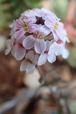 Aethionema saxatile subsp. graecum \ Griechisches Steint�schel / Greek Candytuft, GR Parnitha 22.3.2019