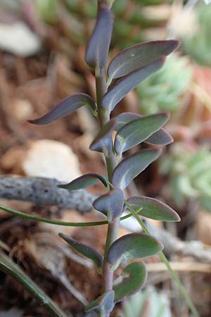 Aethionema saxatile subsp. graecum \ Griechisches Steint�schel / Greek Candytuft, GR Parnitha 22.3.2019