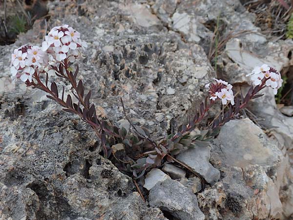 Aethionema saxatile subsp. graecum \ Griechisches Steint�schel / Greek Candytuft, GR Parnitha 22.3.2019