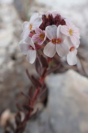 Aethionema saxatile subsp. graecum \ Griechisches Steint�schel / Greek Candytuft, GR Parnitha 22.3.2019