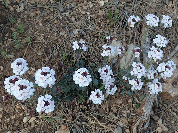 Aethionema saxatile subsp. graecum \ Griechisches Steint�schel / Greek Candytuft, GR Parnitha 22.3.2019