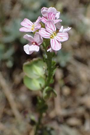 Aethionema saxatile subsp. graecum \ Griechisches Steint�schel / Greek Candytuft, GR Peloponnes, Saitas 19.5.2024