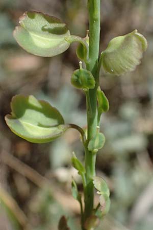 Aethionema saxatile subsp. graecum \ Griechisches Steint�schel / Greek Candytuft, GR Peloponnes, Saitas 19.5.2024