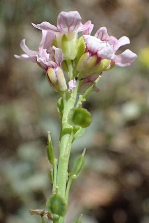 Aethionema saxatile subsp. graecum \ Griechisches Steint�schel / Greek Candytuft, GR Peloponnes, Saitas 19.5.2024