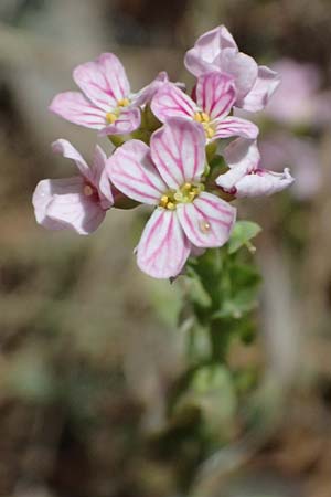 Aethionema saxatile subsp. graecum \ Griechisches Steint�schel / Greek Candytuft, GR Peloponnes, Saitas 19.5.2024