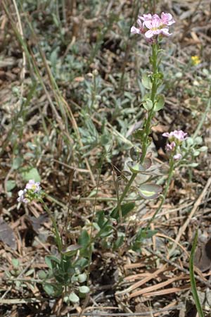 Aethionema saxatile subsp. graecum \ Griechisches Steint�schel / Greek Candytuft, GR Peloponnes, Saitas 19.5.2024