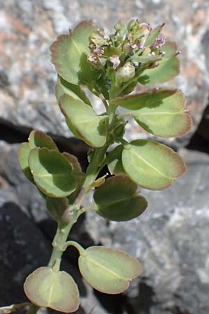 Aethionema saxatile subsp. graecum \ Griechisches Steint�schel / Greek Candytuft, GR Peloponnes, Saitas 19.5.2024