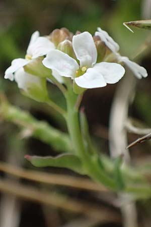 Aethionema saxatile subsp. graecum \ Griechisches Steint�schel / Greek Candytuft, GR Peloponnes, Mt. Kyllini, Ziria 21.5.2024