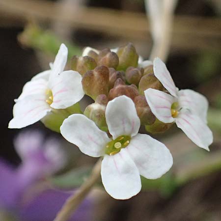 Aethionema saxatile subsp. graecum \ Griechisches Steint�schel / Greek Candytuft, GR Peloponnes, Mt. Kyllini, Ziria 21.5.2024