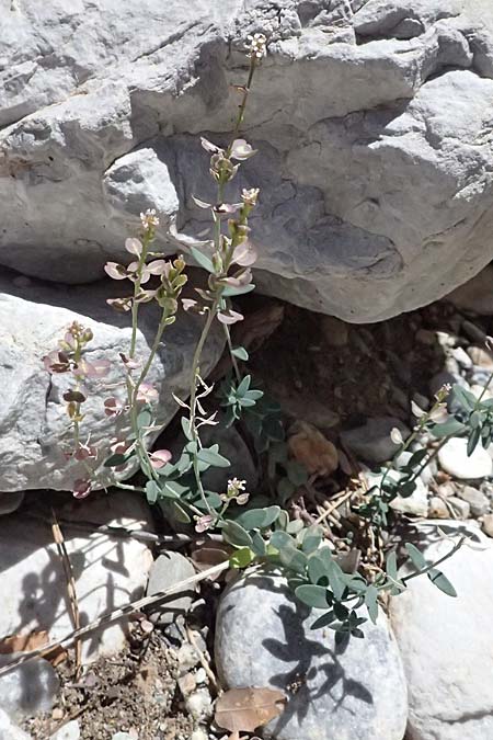 Aethionema saxatile subsp. graecum \ Griechisches Steint�schel / Greek Candytuft, GR Peloponnes, Taygetos, Viros - Schlucht / Gorge 31.5.2024