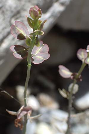 Aethionema saxatile subsp. graecum \ Griechisches Steint�schel / Greek Candytuft, GR Peloponnes, Taygetos, Viros - Schlucht / Gorge 31.5.2024