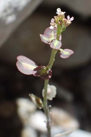 Aethionema saxatile subsp. graecum \ Griechisches Steint�schel / Greek Candytuft, GR Peloponnes, Taygetos, Viros - Schlucht / Gorge 31.5.2024