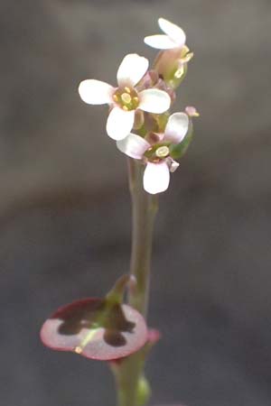 Aethionema saxatile subsp. graecum \ Griechisches Steint�schel / Greek Candytuft, GR Peloponnes, Taygetos, Viros - Schlucht / Gorge 31.5.2024