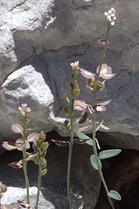 Aethionema saxatile subsp. graecum \ Griechisches Steint�schel / Greek Candytuft, GR Peloponnes, Taygetos, Viros - Schlucht / Gorge 31.5.2024