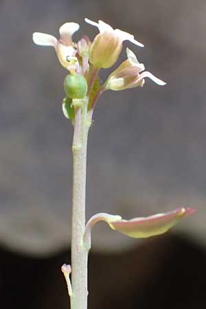 Aethionema saxatile subsp. graecum \ Griechisches Steint�schel / Greek Candytuft, GR Peloponnes, Taygetos, Viros - Schlucht / Gorge 31.5.2024