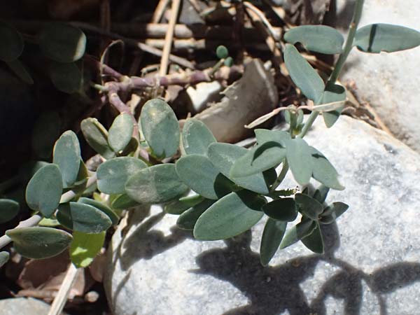 Aethionema saxatile subsp. graecum \ Griechisches Steint�schel / Greek Candytuft, GR Peloponnes, Taygetos, Viros - Schlucht / Gorge 31.5.2024