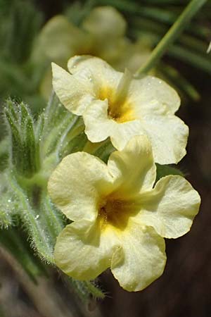 Alkanna graeca \ Griechische Schminkwurz / Greek Alkanet, GR Peloponnes, Mt. Kyllini, Mesi Trikalon 21.5.2024