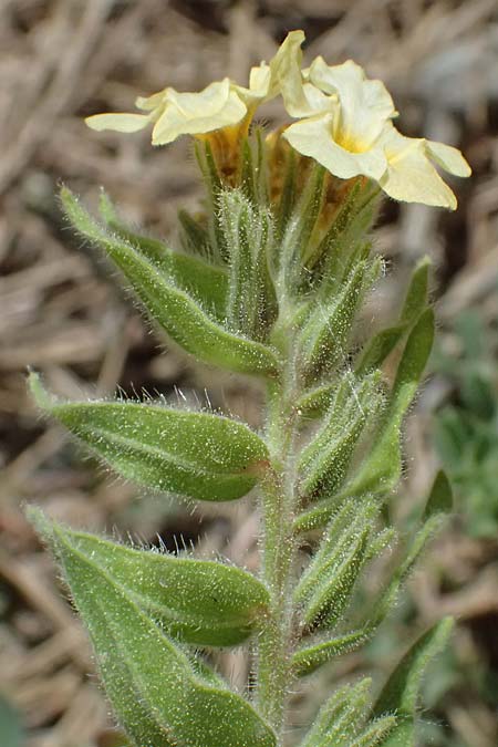 Alkanna graeca \ Griechische Schminkwurz / Greek Alkanet, GR Peloponnes, Mt. Kyllini, Mesi Trikalon 21.5.2024